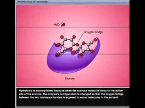 Hydrolysis of sucrose by sucrase enzyme - YouTube