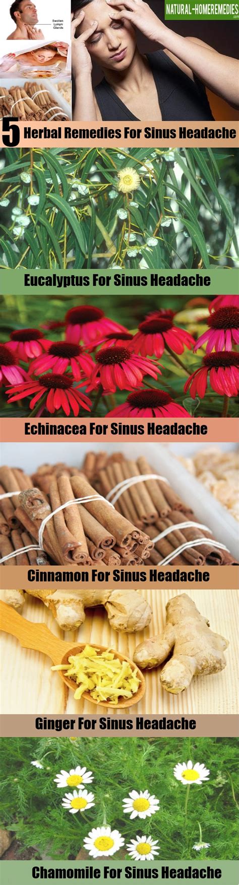 5 Best Herbal Remedies For Sinus Headache Natural Home Remedies