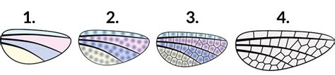 How math helps explain the delicate patterns of dragonfly wings