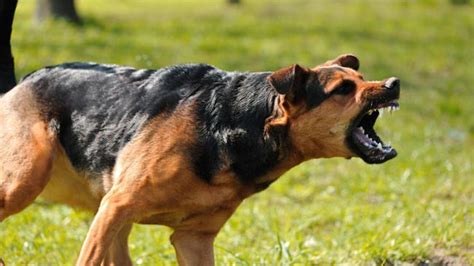 C Mo Actuar Frente Al Ataque De Un Perro