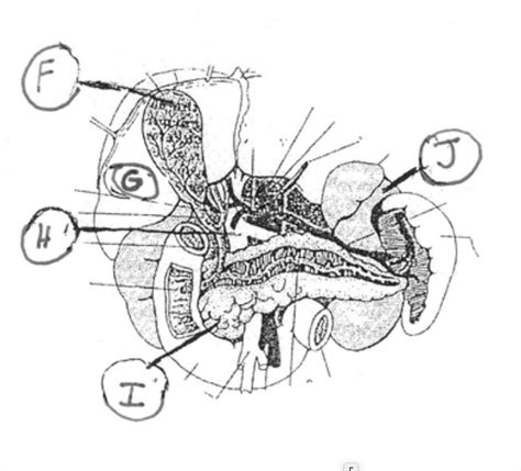 Abdominal Organ Diagram Diagram Quizlet