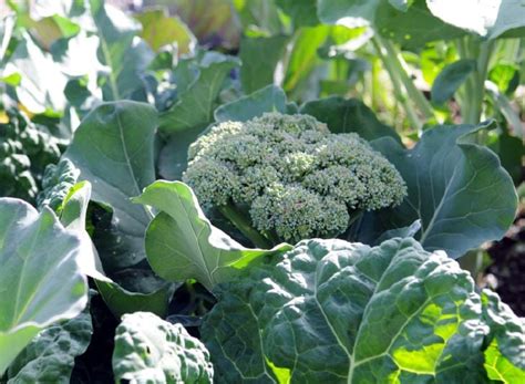 How To Grow Broccoli Gardeners Supply