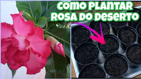 Como Plantar Sementes De Rosa Do Deserto Rosadodeserto Youtube