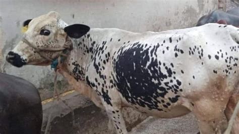 Jammu Admin Issues Advisory On Spread Of Lumpy Skin Disease In District