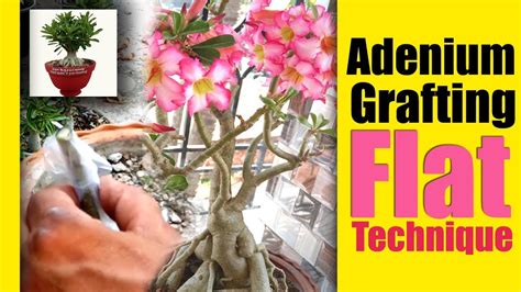 Adenium Grafting Youtube