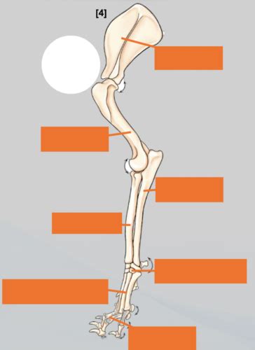 Applied Anatomy Iv Musculoskeletal System Flashcards Quizlet