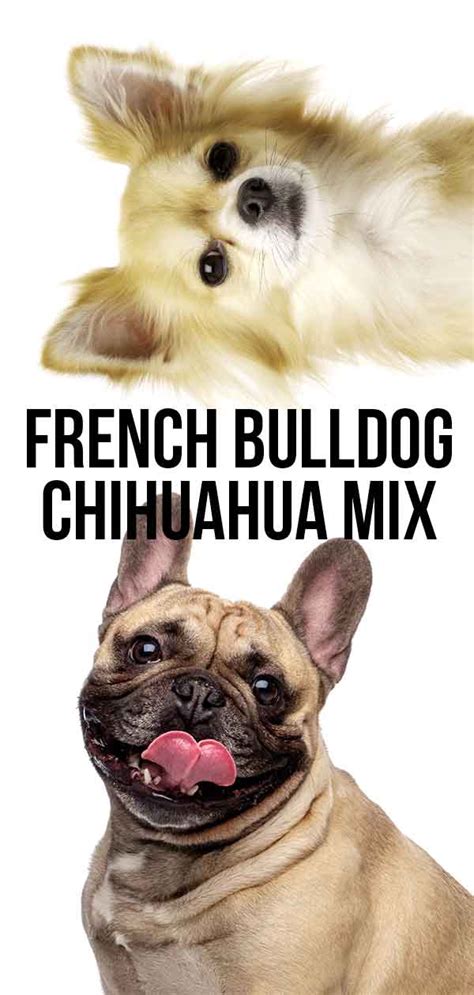 Top French Bulldog Mixed Chihuahua Check It Out Now Bulldogz