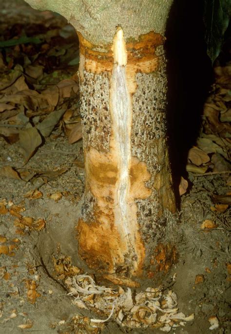 Collar Rot Phytophthora Citricola Wood Staining Of Tree 1