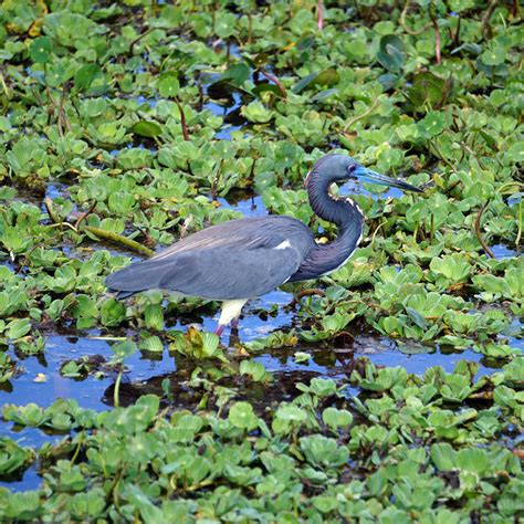 Orlando Wetlands Park, Orlando, Florida. #wildlife #birds #lilsusieq # ...