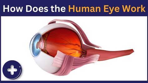 How Does The Human Eye Work How The Human Eye Sees Human Eye Anatomy Health Guideline