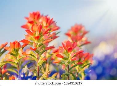 Closeup Indian Paintbrush Wildflowers Texas Bluebonnets Stock Photo ...