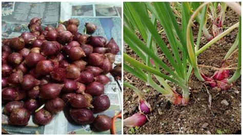 Bulan Dah Boleh Kutip Hasil Ini Kaedah Betul Tanam Bawang Merah