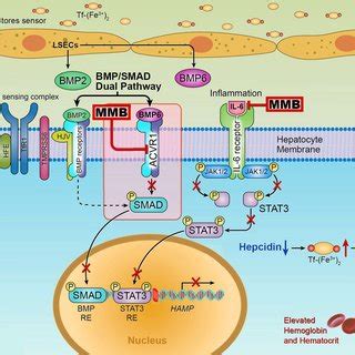 Momelotinib Suppresses Hepcidin Expression In Hepatocytes Via