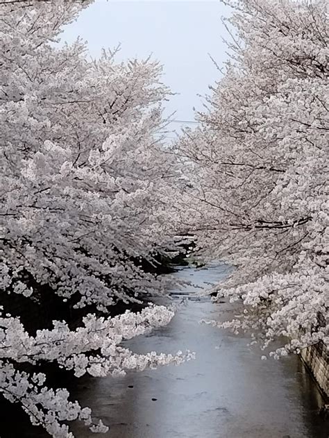 花を愛でる 幸せ｜とっておきの練馬 写真館｜とっておきの練馬