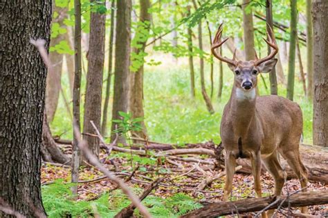 Plentiful Diy Hunting In Ohios Wayne National Forest North American