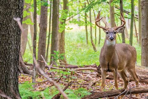 Plentiful DIY Hunting In Ohio S Wayne National Forest North American