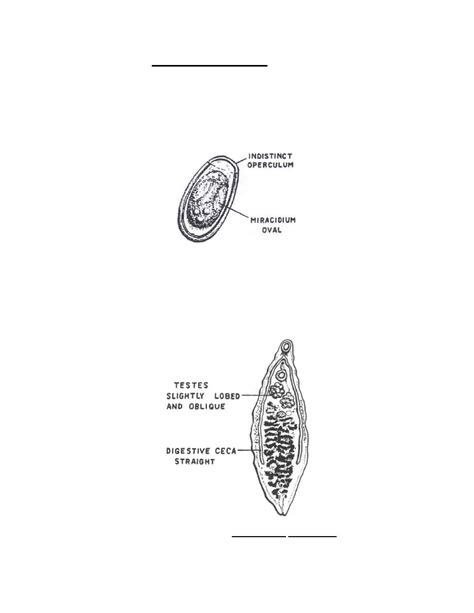 Dicrocoelium Dendriticum Life Cycle