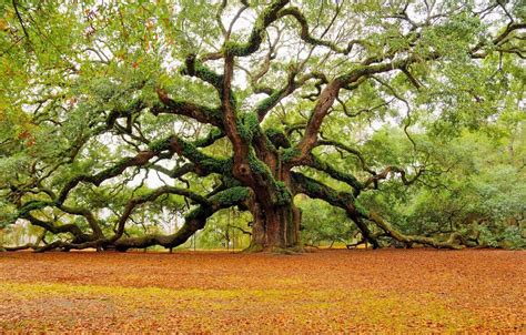 Roble Africano • Terra Maderas Y Productos Derivados De La Madera En