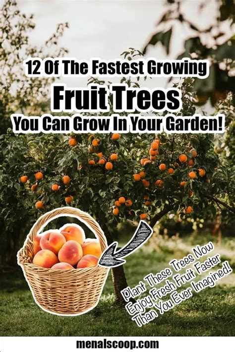 12 Of The Fastest Growing Fruit Trees You Can Grow In Your Garden Mental Scoop