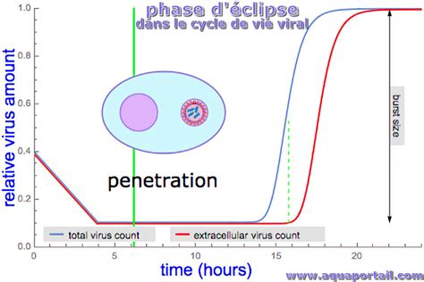 Phase d éclipse définition et explications