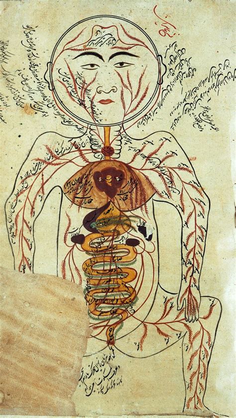 The Canon Of Medicine Arteries And Viscera According To Avicenna