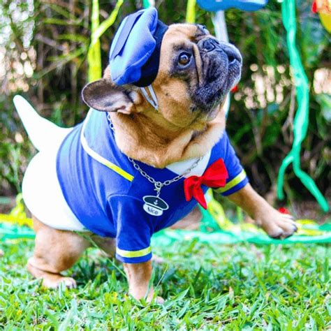 Dog Donald Duck Halloween Costume | dog costumes french bulldog ...