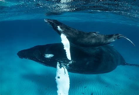 Whale Watching Salt Cay Divers