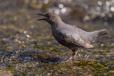 The American Dipper Krebs Creek