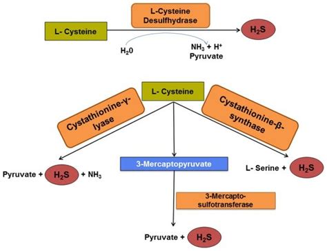 Pathways Of Cysteine Degradation To H2s Cysteine Desulfhydrase Is A Key Enzyme For Initial