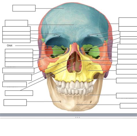 Skull Frontal View Diagram Quizlet