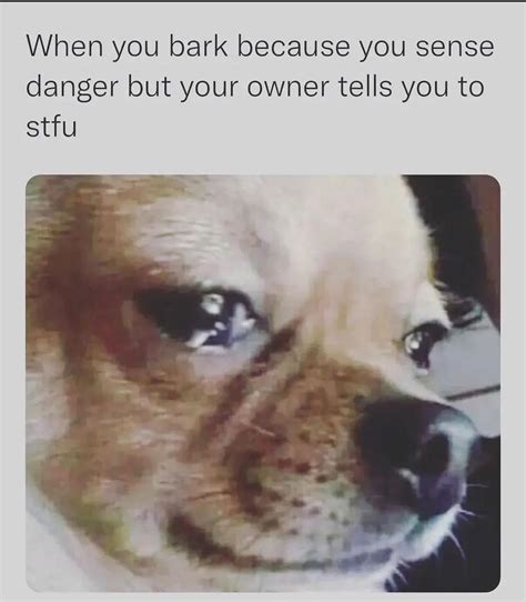 *sad dog noises* : r/memes