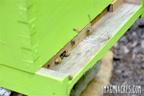 Bees Coming In And Out Of The Entrance To The Bee Hive ImaginAcres