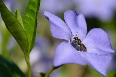 Top Bee Friendly Ground Cover Plants Plantura