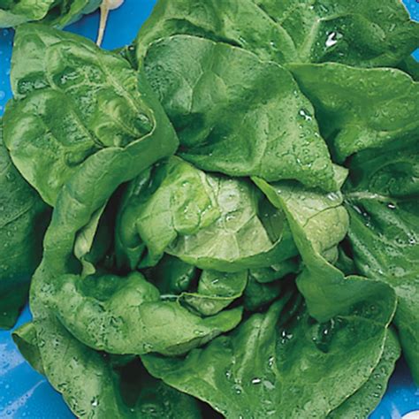 Shop Buttercrunch Lettuce Seeds Gurney S