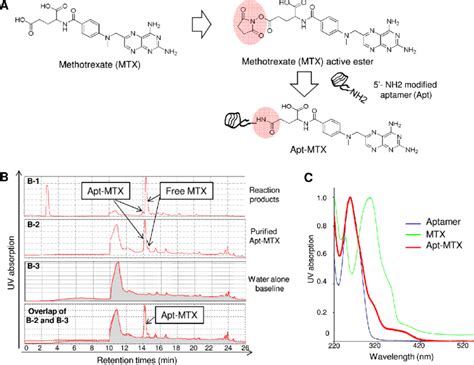 Synthesis Of Aptamer Methotrexate Apt MTX Conjugate A MTX With A