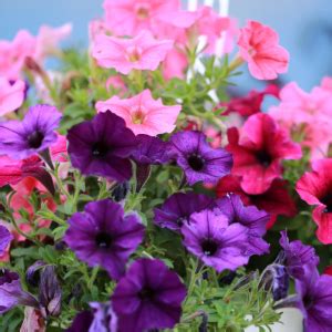 Quelles Plantes Choisir Pour Un Balcon Fleuri Toute L Ann E