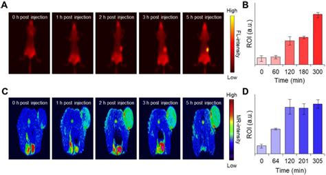 A Time Dependent Fluorescence Images Of The T Tumor Bearing Balb C