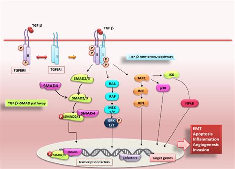 Schematic Illustration Of Canonical And Non Canonical Tgfβ Signalling