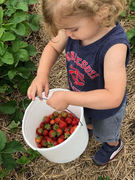 Enjoy Fruit Picking In Rochester Minnesota A Delightful Harvest