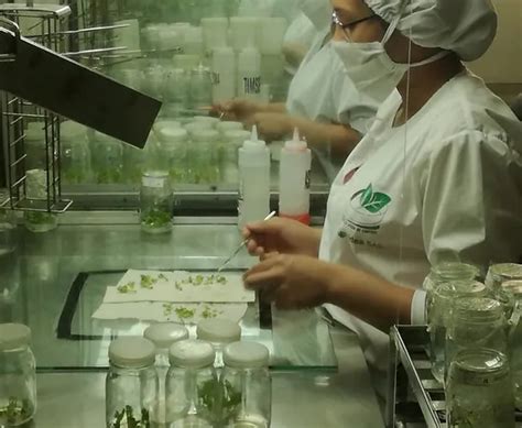 Producción de Plantas In Vitro