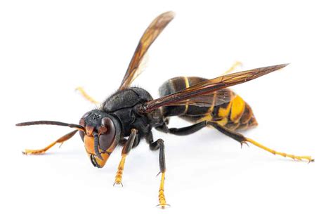 Paper Wasp Sting Treatment