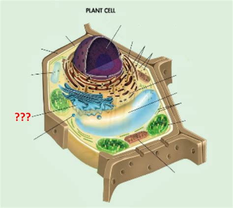 Plant Cell Quiz Flashcards Quizlet