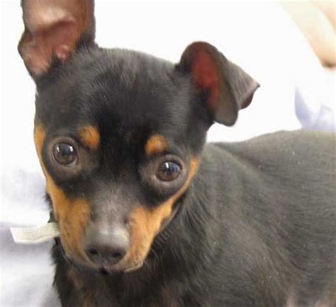 Min Pin Terrier Mix Puppies