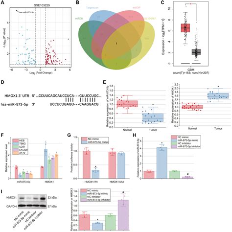 Tumor Suppressive Function And Mechanism Of Mir P In Glioblastoma