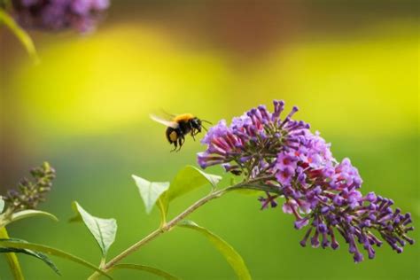 Top 10 Best Plants For Bees To Create A Bee Friendly Garden