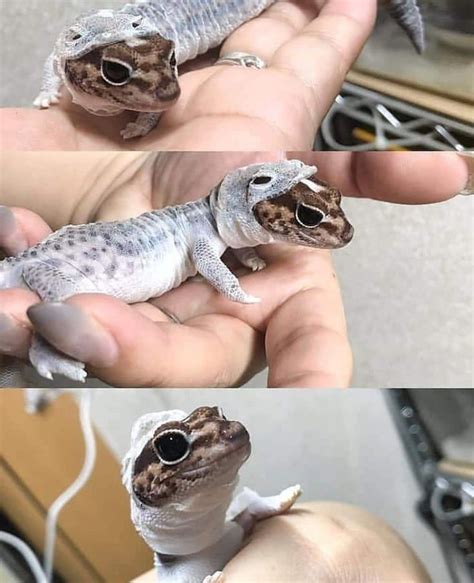 Pin de 𝓢𝒖𝒛𝒂𝒏𝒆 en Bichinhos Gecko leopardo Geckos leopardo Animales