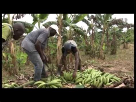 Agriculture Banane Plantain La C Te D Ivoire S Inspire De L Exp Rience