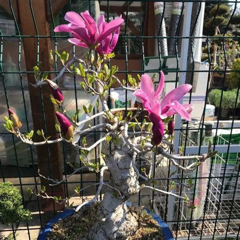 Best Magnolia Bonsai Tree Pictures Balcony Garden Web