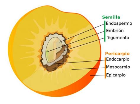 Partes Del Fruto Y Sus Funciones