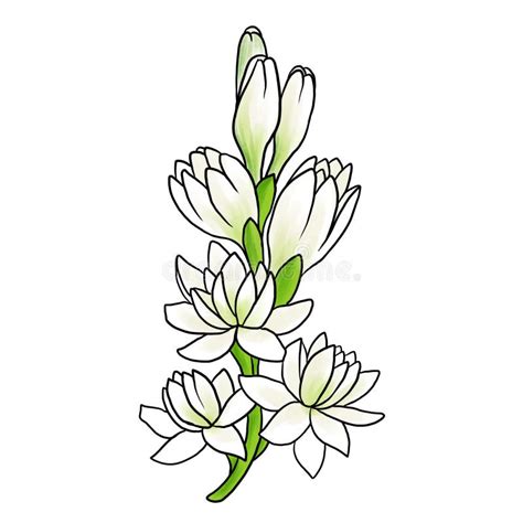 Polianthes Tuberosa Stock Illustrations 52 Polianthes Tuberosa Stock